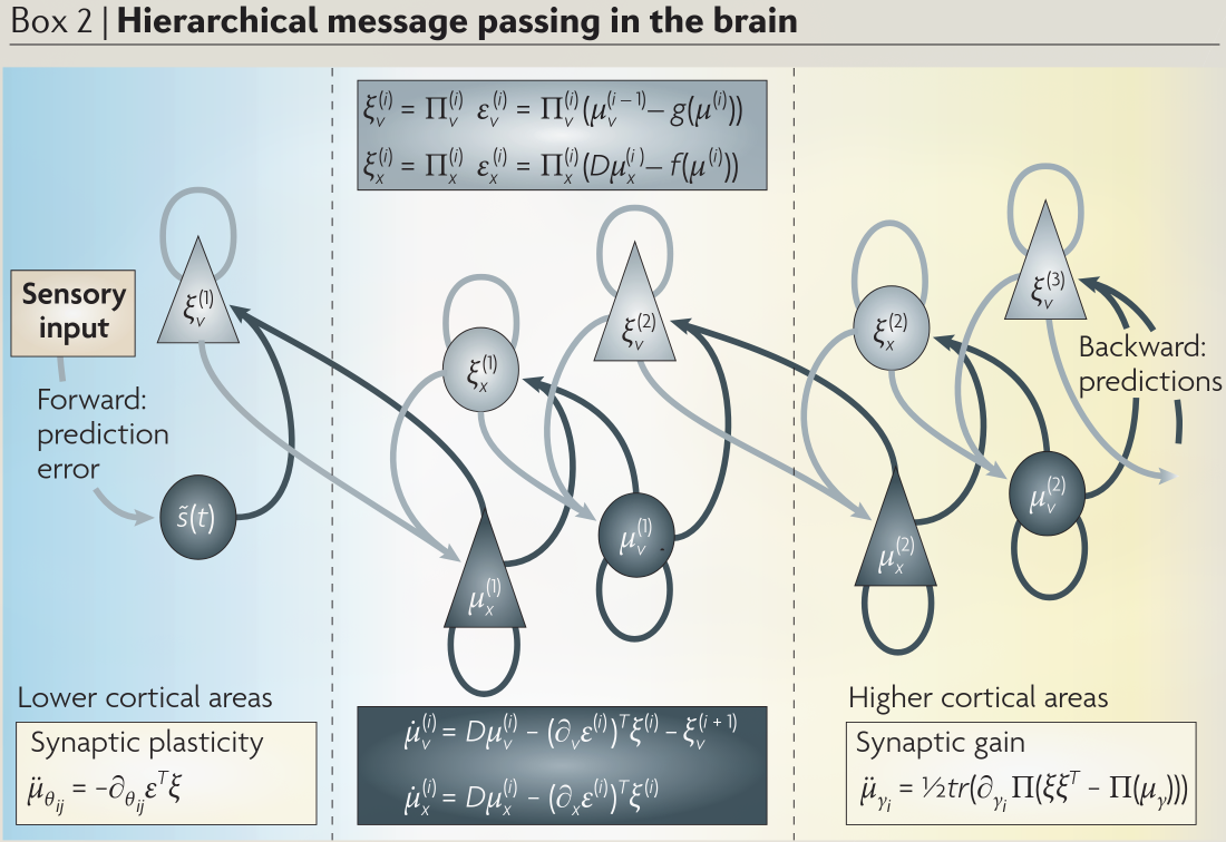 Figura 1: paso de mensajes en la jerarquía cerebral (no explorada en este post). Friston no da más contexto que esto. Fuente: Friston.